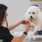 The best tips to trim your pet's nails