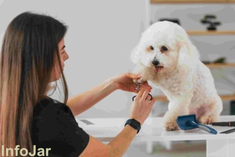 The best tips to trim your pet's nails