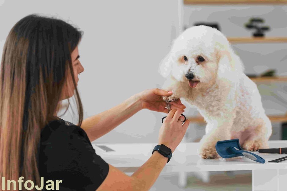 The best tips to trim your pet's nails