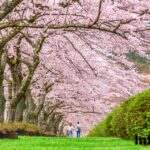 Japan’s wave of tourists after borders reopened sends hotels, taxis hunting for staff