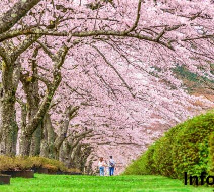 Japan’s wave of tourists after borders reopened sends hotels, taxis hunting for staff