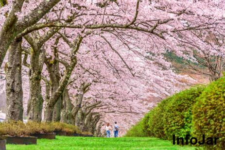 Japan’s wave of tourists after borders reopened sends hotels, taxis hunting for staff