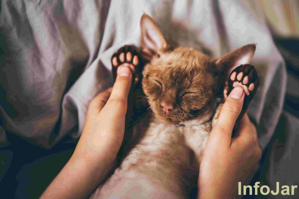 increase the immune system of your cat