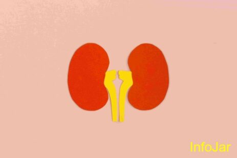 kidney