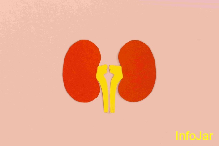 kidney