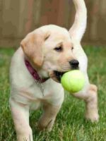 Sells of Tennis Balls