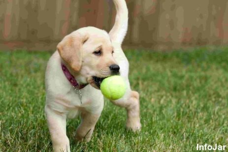 Sells of Tennis Balls